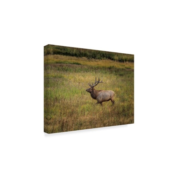 Galloimages Online 'Bull Elk Yellowstone' Canvas Art,18x24